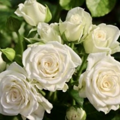 Роза спрей "Вайт Леди" White Lady
