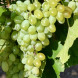 Виноград кишмиш "Хоуп"
