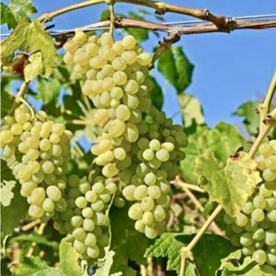 Виноград кишмиш "Хоуп"