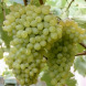 Виноград кишмиш "Хоуп"