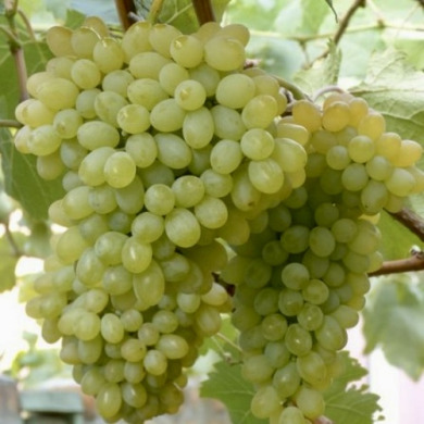 Виноград кишмиш "Хоуп"