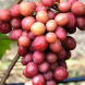 Виноград столовый "Дынька"