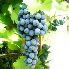 Виноград винный "Ливадийский черный"