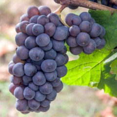 Виноград винный "Пино гри"