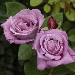 Роза чайно-гибридная "Блю Парфюм" Blue Parfum