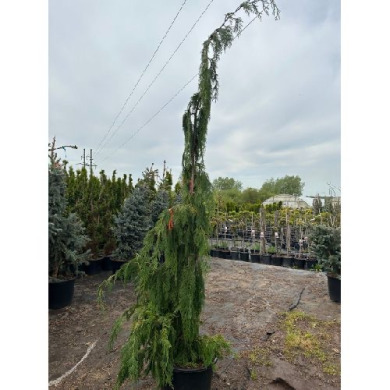 Кипарисовик нутканський "Пендула" Pendula Н200-250 см (Закритий корінь)