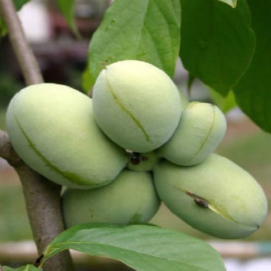 Азимина Трилоба "банановое дерево" 3 года (закрытый корень)