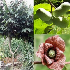 Азіміна Трилобіт "бананове дерево" 3 роки (закритий корінь)