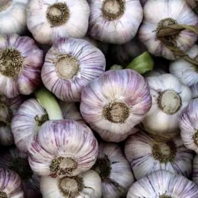 Чеснок посадочный озимый "Дюшес" (головка 5+ ) 0,2 кг Чеснок посадочный озимый "Дюшес" (головка 5+ ) 0,2 кг