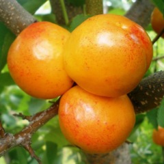 Гибрид слива-абрикос колоновидная