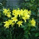 Лилейник "Citrina"