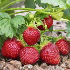 Полуниця "Монтерей" ремонтантная 5 шт