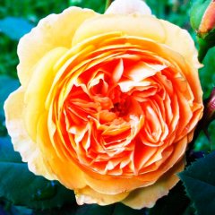 Троянда англійська "Крона Принцеси Маргарет" Crown Princess Margareta