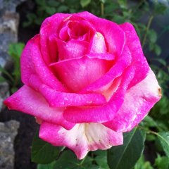 Роза чайно-гибридная "Малибу" Malibu