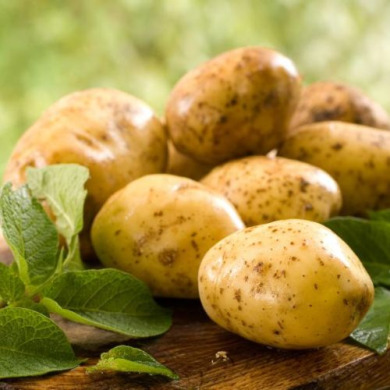 Семенной ранний картофель "Венета" (1 репродукция, для жарки, салатов) 1кг