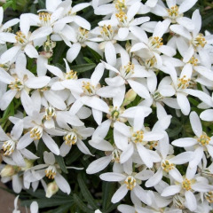 Шуазия тройчатая "Вайт Дезлер" White Dazzler (закрытый корень С5) 