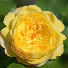 Роза чайно-гибридная "Шато де Шеверни" Chateau de Cheverny