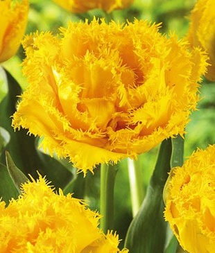 Тюльпан махровый+бахромчатый "Moonamour" 3шт