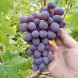 Виноград столовый "Клубничный"
