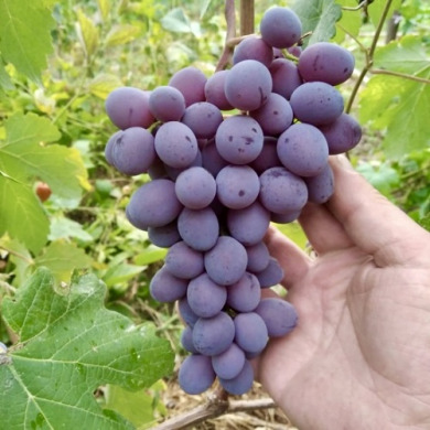 Виноград столовый "Клубничный" Виноград столовый "Клубничный"