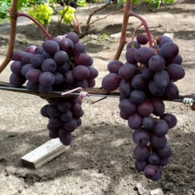 Виноград столовый "Клубничный" Виноград столовый "Клубничный"