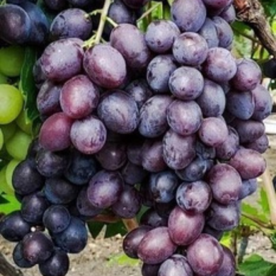 Виноград столовый "Клубничный" Виноград столовый "Клубничный"