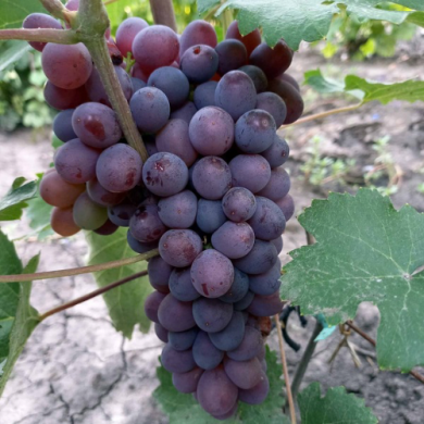 Виноград столовый "Клубничный" Виноград столовый "Клубничный"