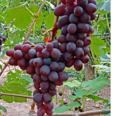 Виноград столовый "Клубничный" Виноград столовый "Клубничный"