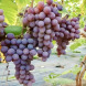 Виноград столовый "Клубничный"