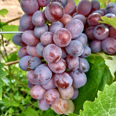 Виноград столовый "Клубничный" Виноград столовый "Клубничный"