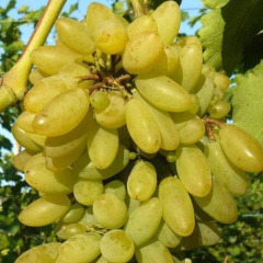 Виноград столовый "Тимур"