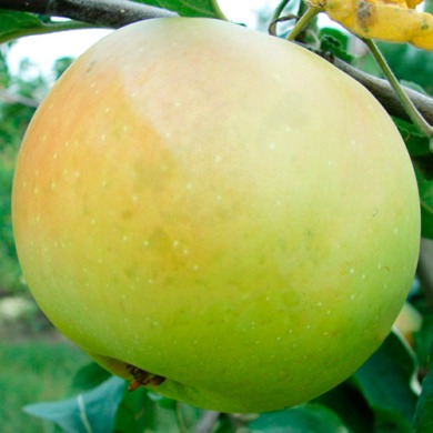 Яблуня "Піпінка золотиста"