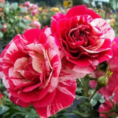Троянда  плетиста "Твіст"