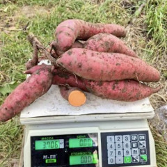 Батат "Рубин Каролины" 1 шт