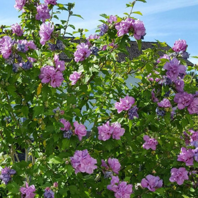 Гібіскус "Арденс" Ardens (закритий корінь С1) 