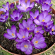 Крокуc "Whitewell Purple" 3 шт