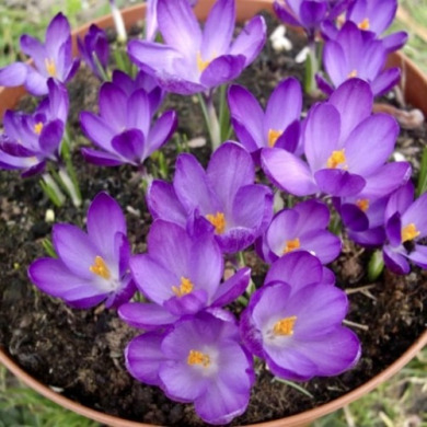 Крокуc "Whitewell Purple" 3 шт