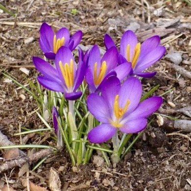 Крокуc "Whitewell Purple" 3 шт