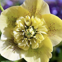 Морозник "Anemone Super Yellow" (закритий корінь)