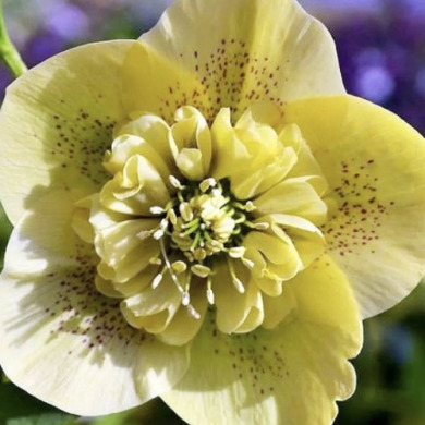 Морозник "Anemone Super Yellow" (закритий корінь)