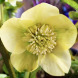 Морозник "Anemone Super Yellow" (закритий корінь)