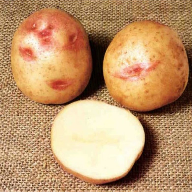 Насіннєва середньопізня картопля "Пікассо" (1 репродукція, для смаження, на салат) 20 кг