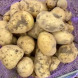 Семенной среднеранний картофель "Теормина" (1 репродукция,столового назначения) 20 кг