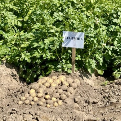 Семенной среднеранний картофель "Теормина" (1 репродукция,столового назначения) 20 кг