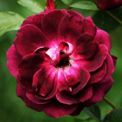 Роза американская "Бургунди Айс" Burgundy Ice