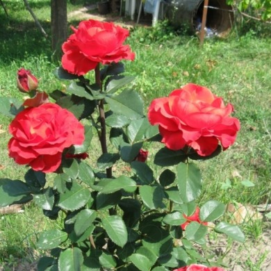 Троянда чайно-гібридна "Ельторро" El Toro