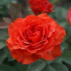 Роза чайно-гибридная "Эльторро"  El Toro