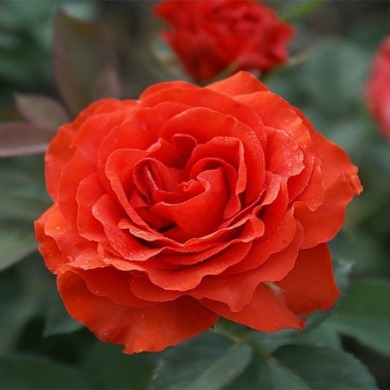 Троянда чайно-гібридна "Ельторро" El Toro
