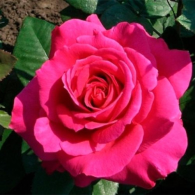 Роза чайно-гибридная  "Гоша" Gosha