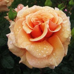 Троянда чайно-гібридна "Пако Рабанне" Paco Rabanne